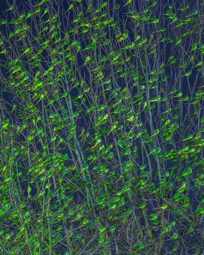 Don't Be Fooled, You See Leaves On A Tree In London In Winter, Not 1,000 Green Parrots