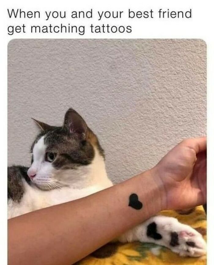 Cat content meme showing a cat with a matching heart-shaped paw print and wrist tattoo.