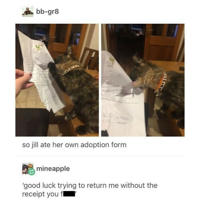 Cat wearing collar tearing up paper on table, showcasing cute and chaotic cat content in a humorous moment.