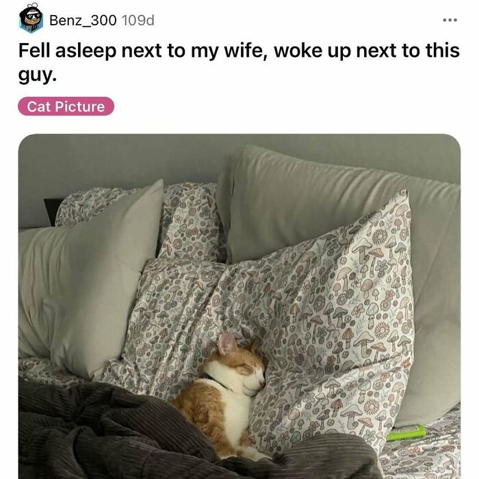 Orange and white cat sleeping cozily among patterned pillows, showcasing cats being weird little guys in a funny meme.
