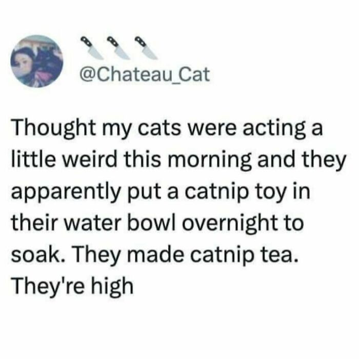 Tweet about cats being weird little guys after making catnip tea by soaking a catnip toy in their water bowl overnight.