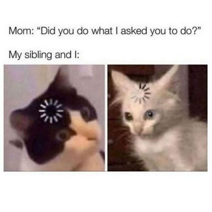 Two cats with loading symbols on their heads, humorously depicting siblings blankly forgetting a task, sibling memes concept.
