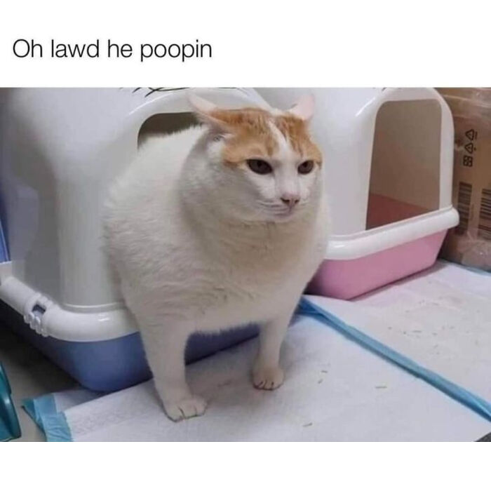 Chubby cat standing near litter box with a funny caption, perfect for cute and chaotic cat content memes.