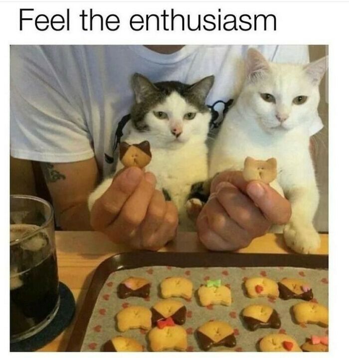 Two cats held by a person, each with a cat-shaped cookie, showcasing cute and chaotic cat content humor.