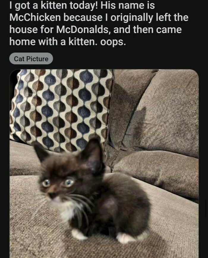 Blurry black and white kitten sitting on a couch cushion, perfect for cute and chaotic cat content lovers.