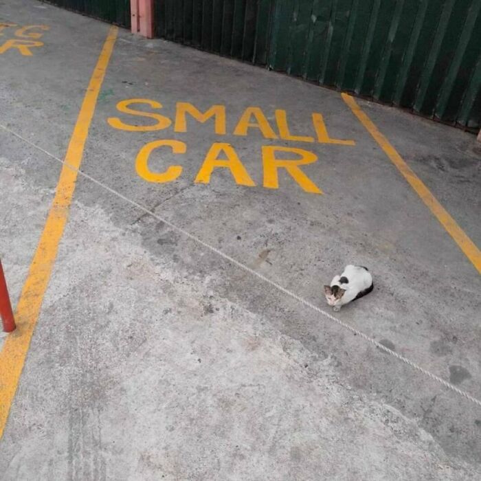 Cat sitting in a parking space labeled for a small car, showcasing cats being weird little guys in a humorous setting.