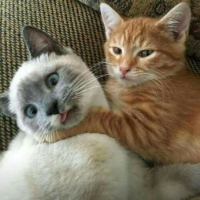 Two adorable cats snuggling on a couch, showing funny and cute expressions that deserve the best snacks for their cuteness