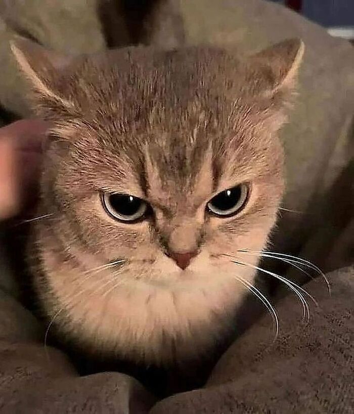 Close-up of a funny and adorable cat with big eyes, showcasing the cuteness deserving the best snacks.