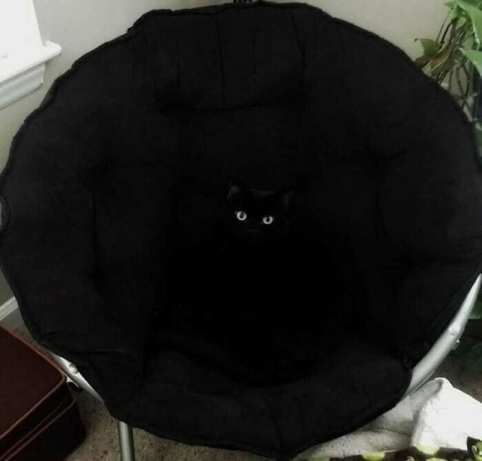 Black cat blending into a black cushion with bright eyes visible, showcasing cats being weird little guys in a cozy chair.