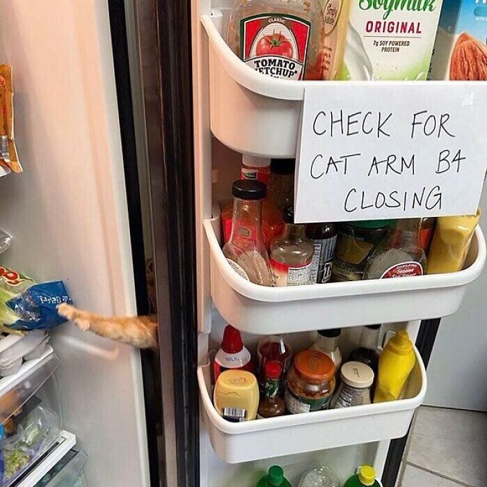 Cat arm sticking out of refrigerator with a note reminding to check for cats, showing cats being weird little guys.