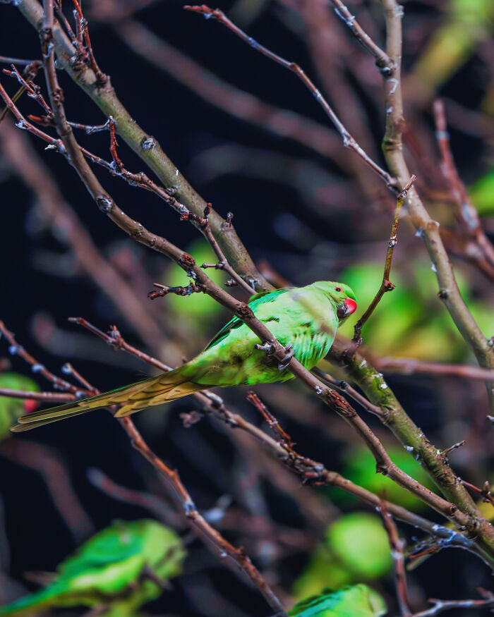 Don't Be Fooled, You See Leaves On A Tree In London In Winter, Not 1,000 Green Parrots