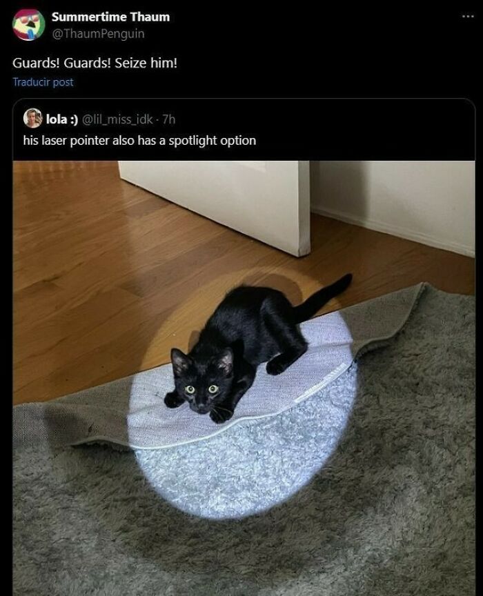 Black cat crouching on a folded rug in a spotlight of a laser pointer on wooden and carpeted floor, cute chaotic cat content.