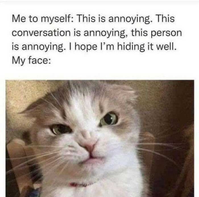 Annoyed cat face meme perfectly capturing cute and chaotic cat content for cat lovers.