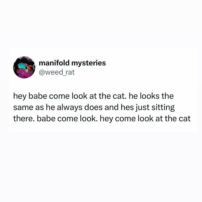 Text meme about cats being weird little guys, humorously insisting to look at a cat just sitting there.