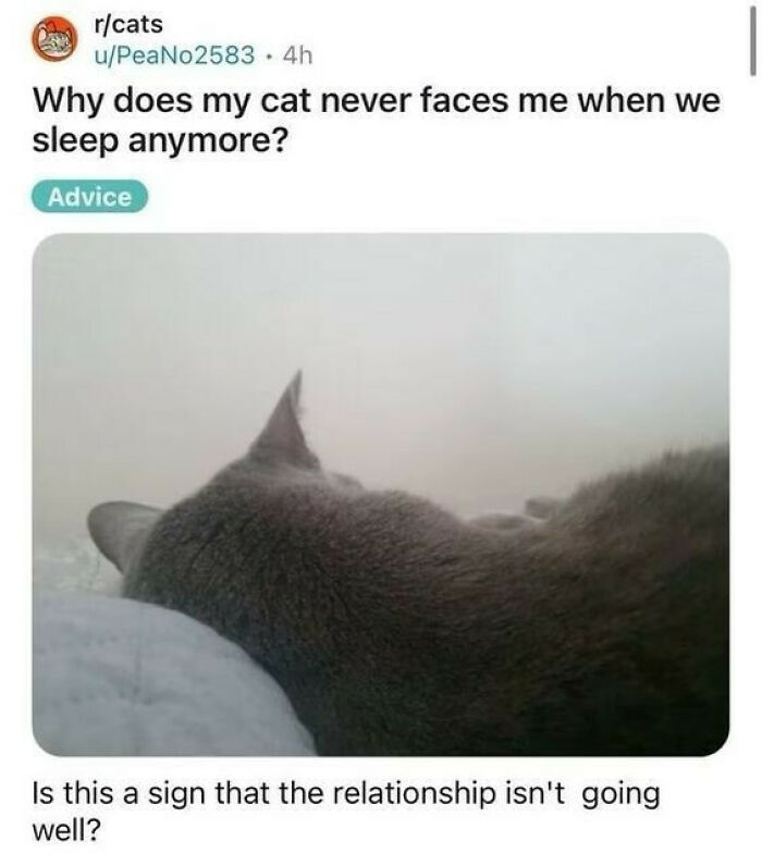 Reddit post showing a gray cat sleeping facing away, relating to cute and chaotic cat content memes.