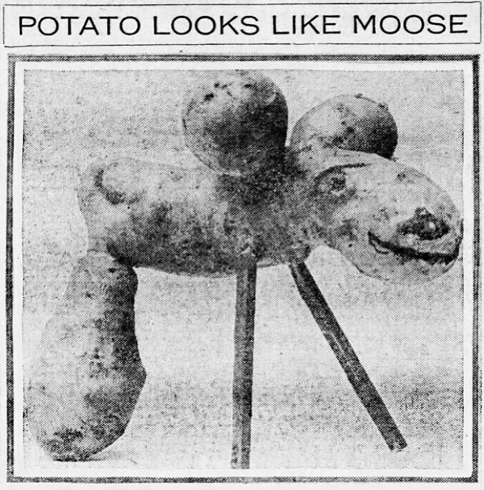 Vintage newspaper clipping showing a potato shaped like a moose, illustrating funny and relatable old days humor.
