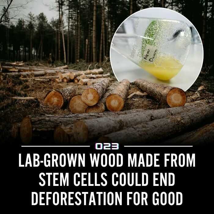 Lab-grown wood from stem cells offers a positive solution to end deforestation and promote environmental sustainability.