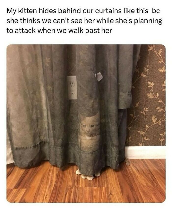 Kitten hiding behind curtains looking ready to pounce, perfect cute and chaotic cat content meme.