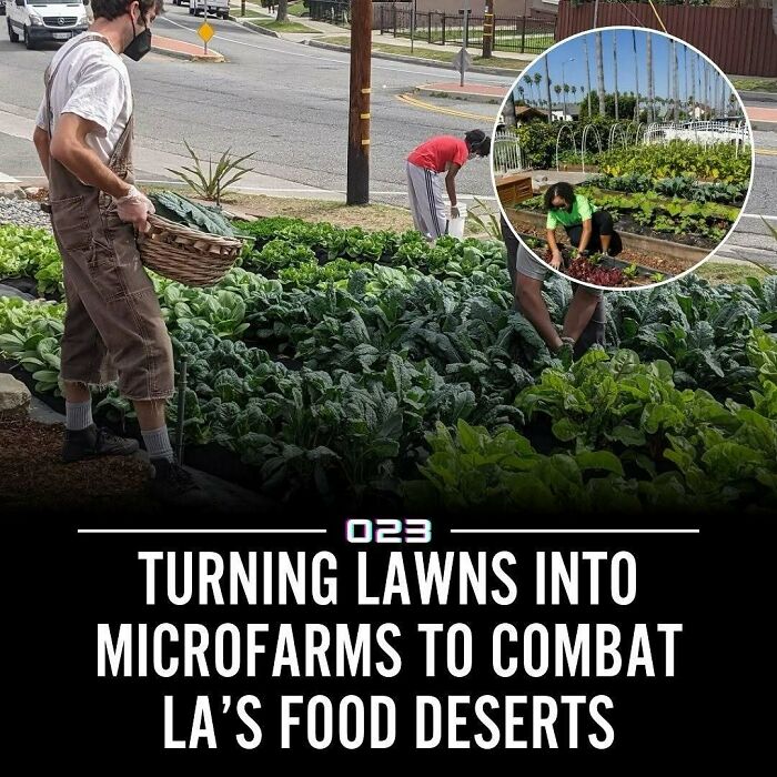 People working on microfarms turning lawns into green spaces to combat food deserts and promote positivity recommended facts.