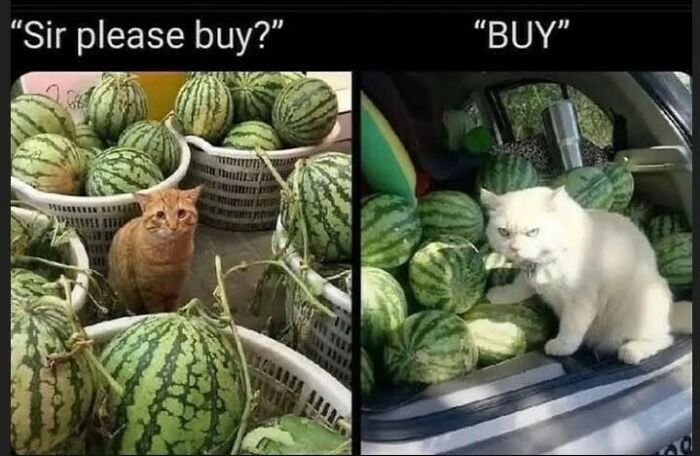 Two cats among watermelons with humorous text, showcasing cute and chaotic cat content in a playful meme.
