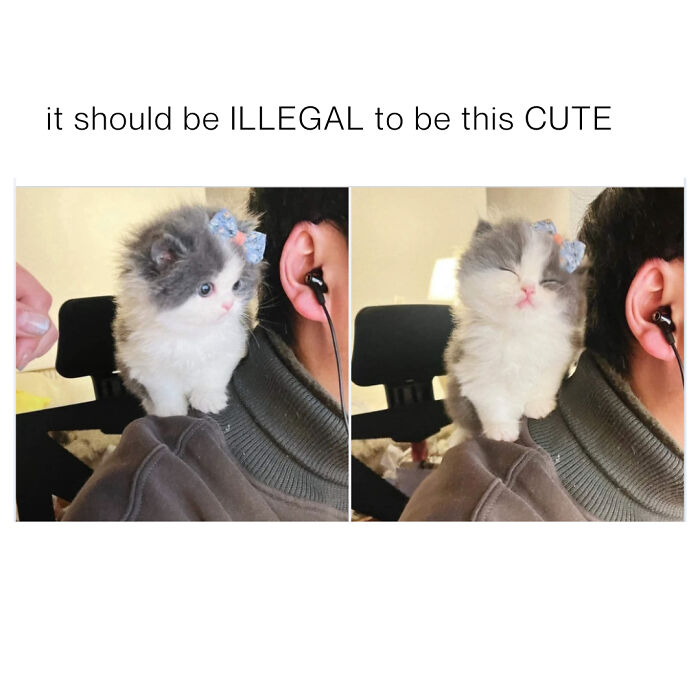 Cute and chaotic kitten with a blue bow perched on a person's shoulder, showcasing adorable cat content and charm.