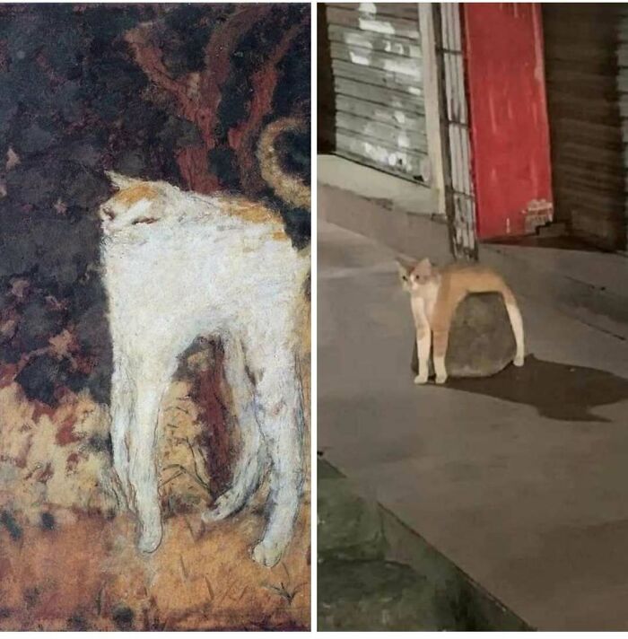Side-by-side images of cats with distorted body shapes showcasing cute and chaotic cat content humor.