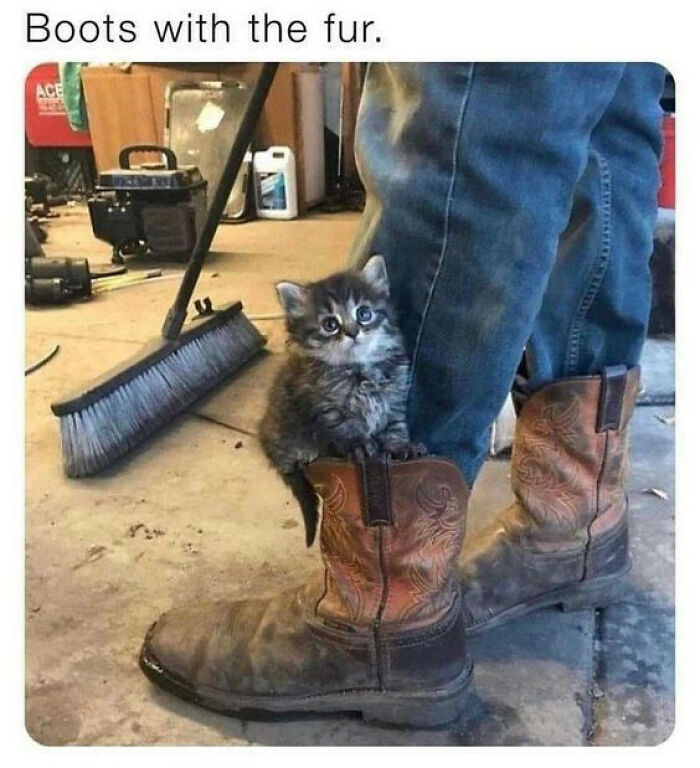 Kitten sitting inside a worn boot with fur, showcasing cute and chaotic cat content in a rustic setting.