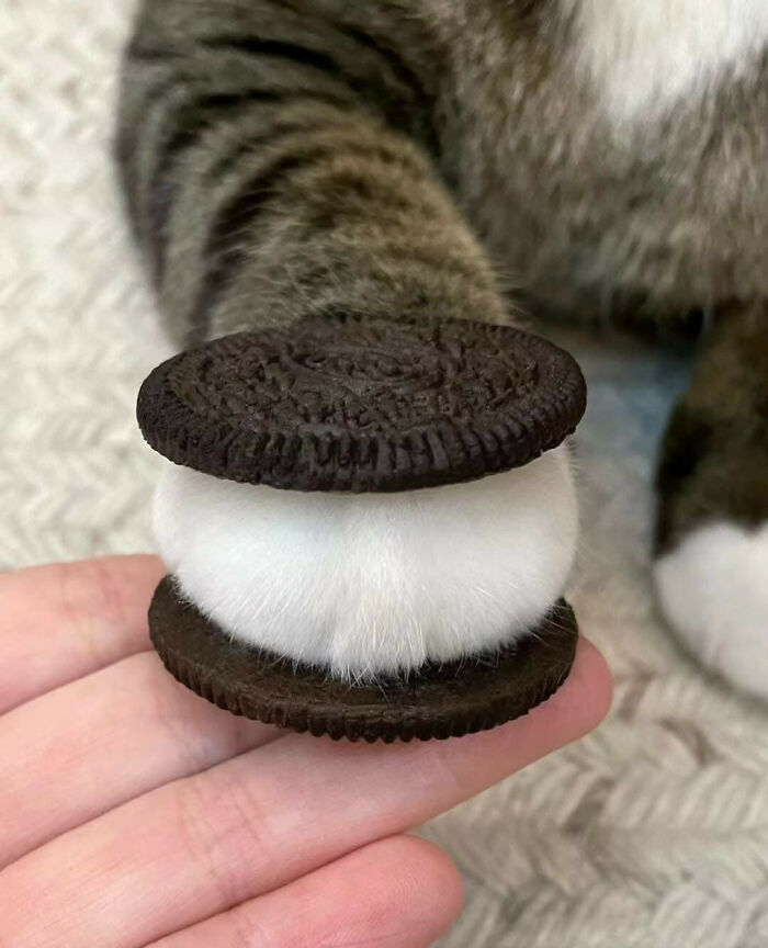 Cat paw sandwiched between two Oreo cookies, showcasing cute and chaotic cat content in a playful moment.
