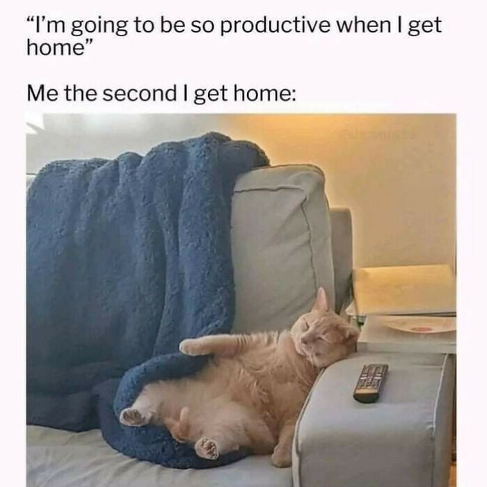 Orange cat lying on couch under a blanket, perfectly capturing cute and chaotic cat content humor.