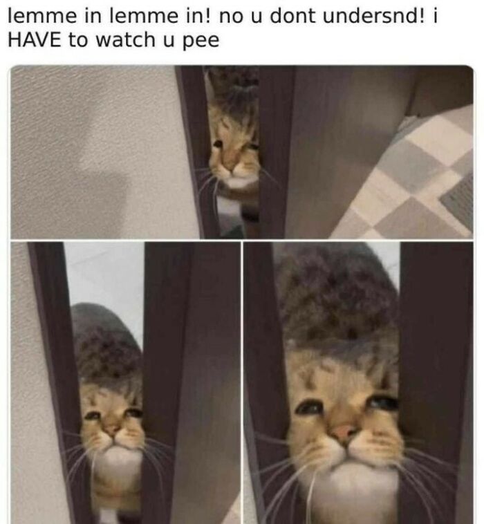 Cute and chaotic cat watching through a door crack, showing funny and adorable cat meme content.