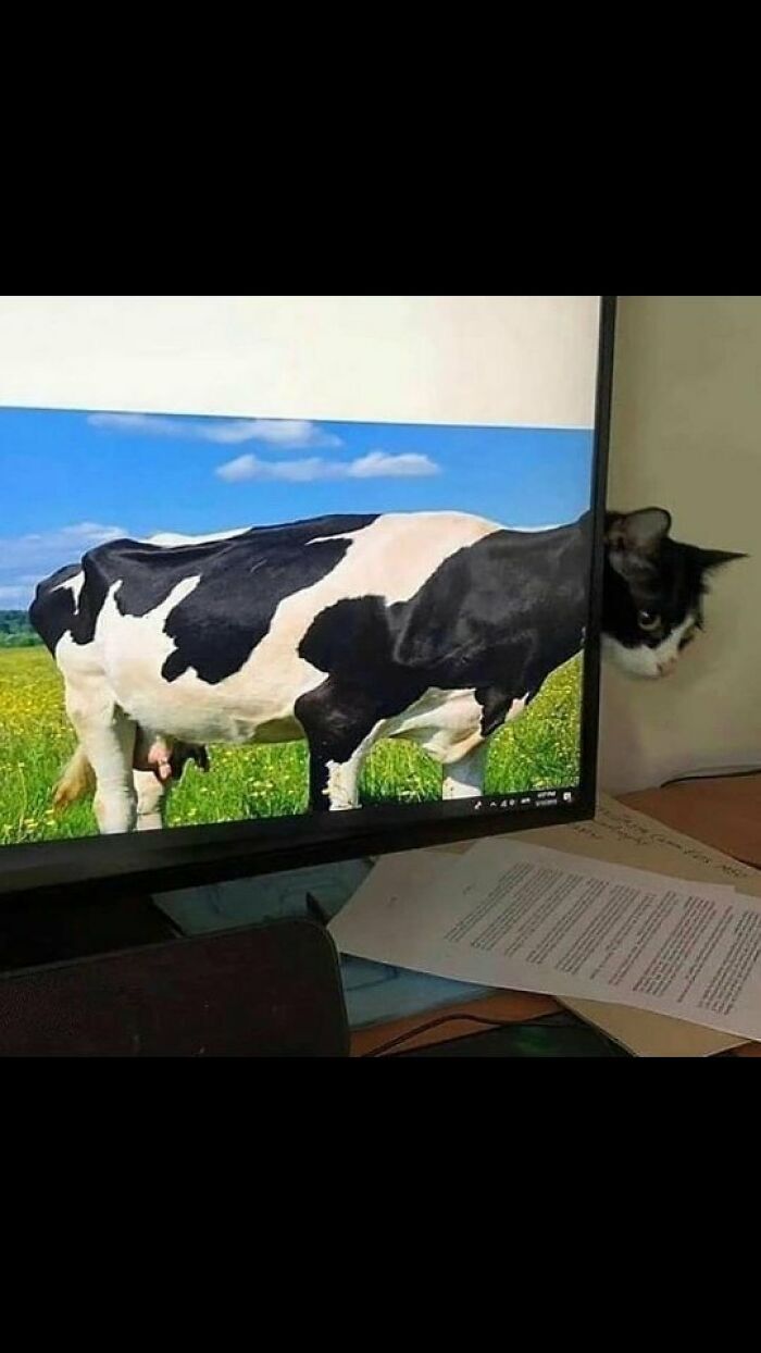 Cat peeking from behind a monitor showing a cow image, blending funny and adorable cats and dogs.