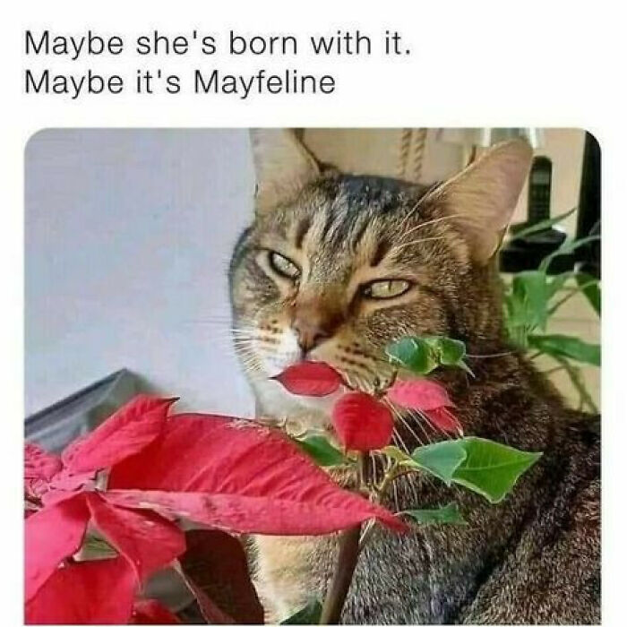 Tabby cat with a sly expression behind red and green leaves, perfect for cute and chaotic cat content memes.