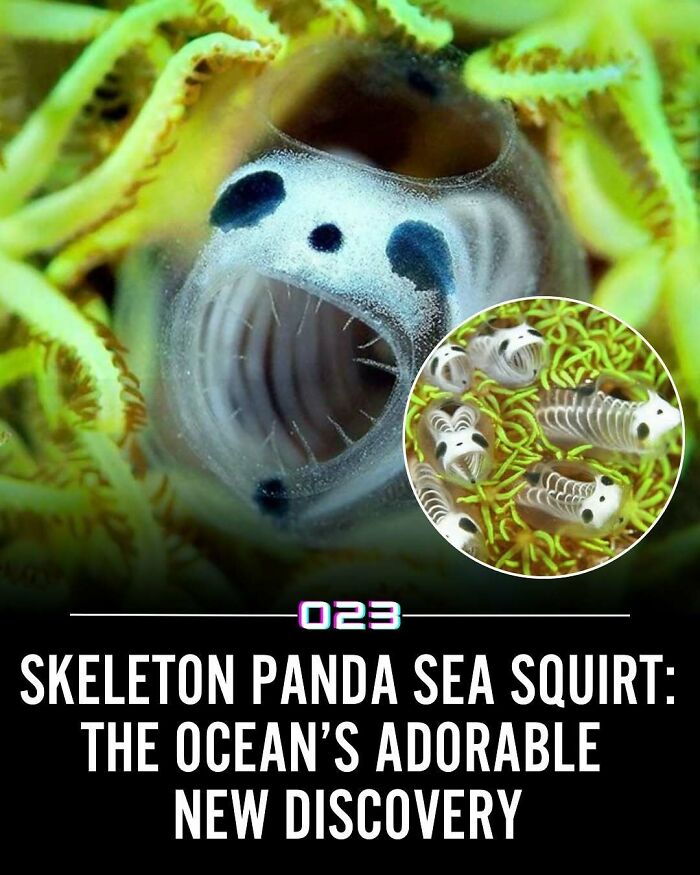 Close-up of skeleton panda sea squirt underwater, showcasing a unique adorable ocean creature for positivity recommended facts.