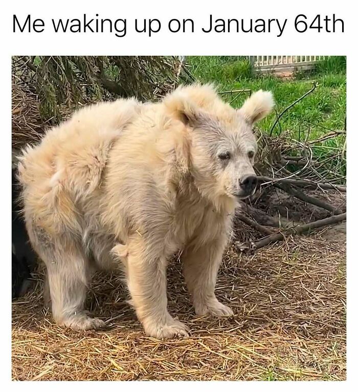 A fluffy bear looking sleepy and disheveled, illustrating a random meme to spice up life with humor and fun.