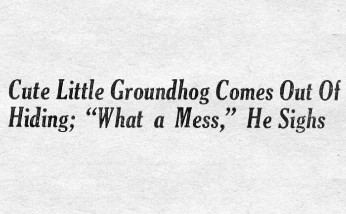 Vintage newspaper clipping headline shows a humorous groundhog emerging and commenting on the messy situation.