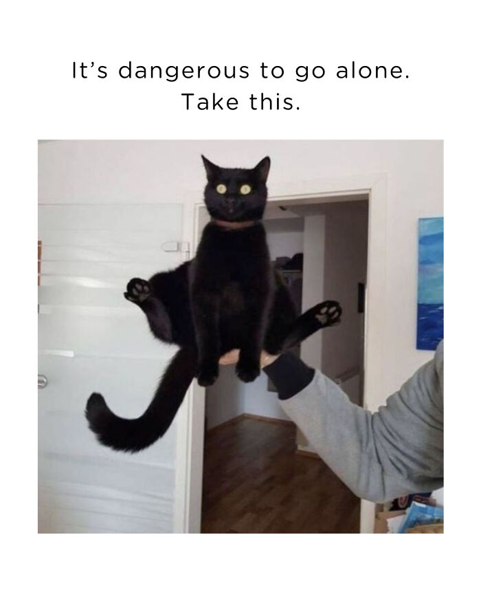 Black cat held mid-air with legs spread, captioned with a humorous phrase for cute and chaotic cat content fans.