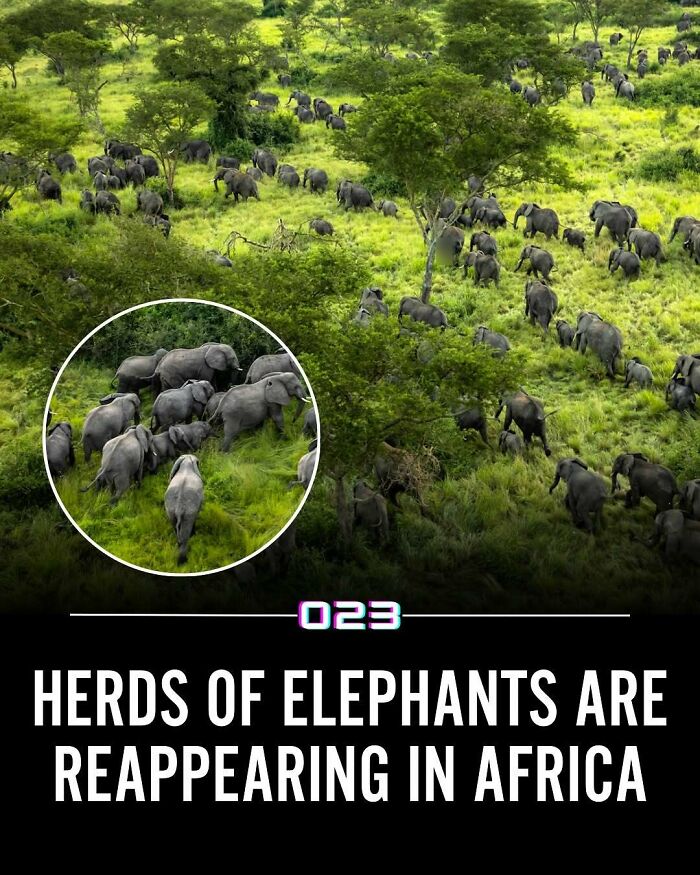 Aerial view of elephant herds reappearing in Africa amidst green vegetation, showcasing positivity and wholesome wildlife facts.