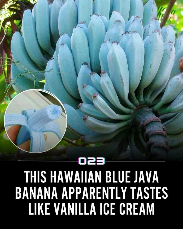 Cluster of Hawaiian blue Java bananas on a tree, known for their unique vanilla ice cream flavor, spreading positivity recommended facts.