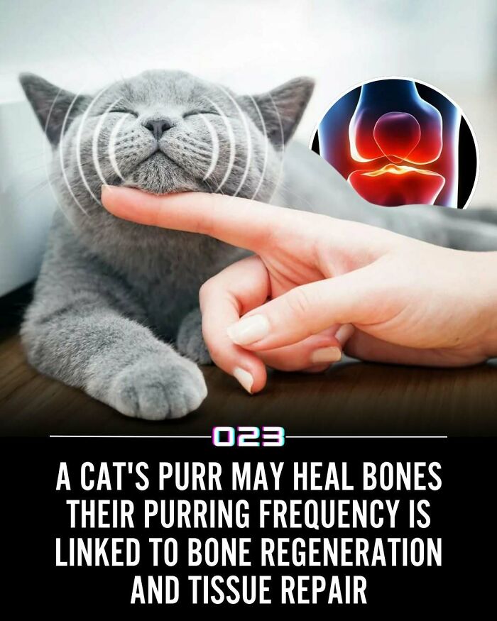 A gray cat being petted, illustrating how cat purring frequency is linked to bone regeneration and tissue repair.