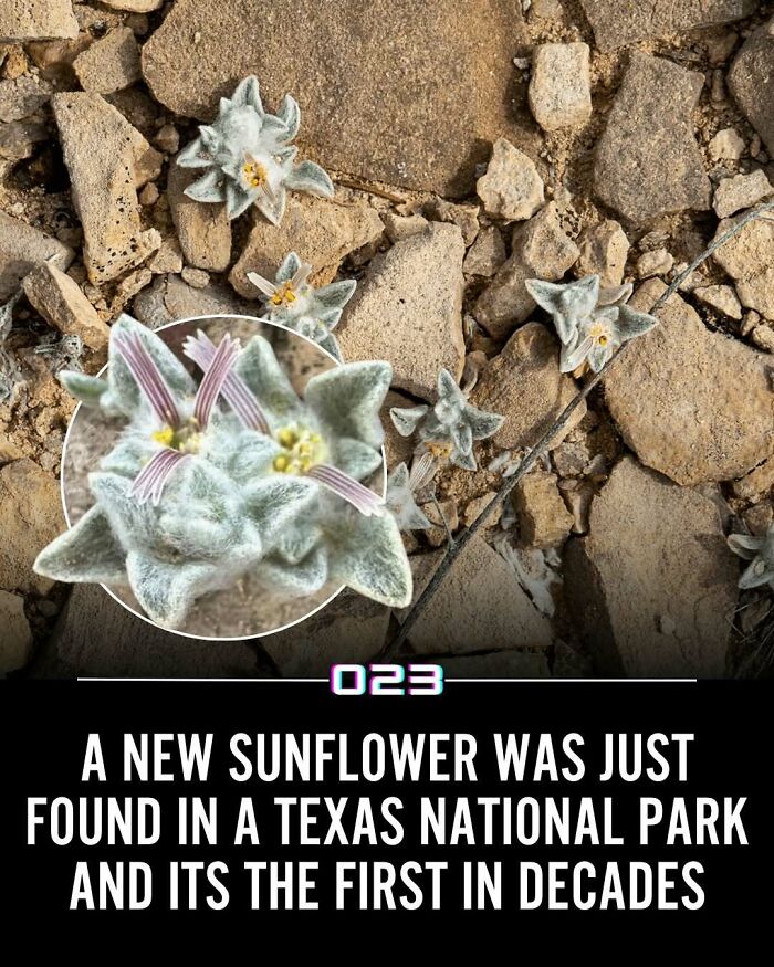 Rare sunflower with fuzzy petals found in Texas national park, highlighting positivity and nature's surprises in wholesome facts.