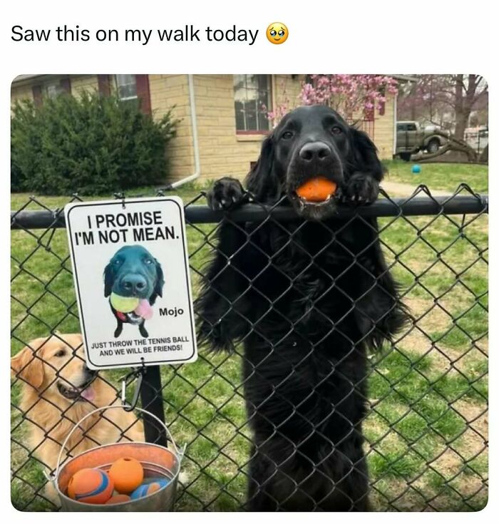 Black dog holding an orange ball in its mouth behind a fence with a friendly sign, a golden dog nearby in a yard.