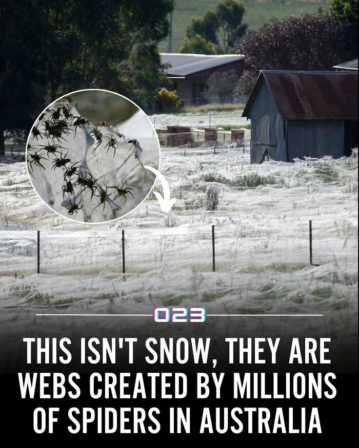 Field covered in spider webs created by millions of spiders in Australia, a positivity recommended wholesome fact.