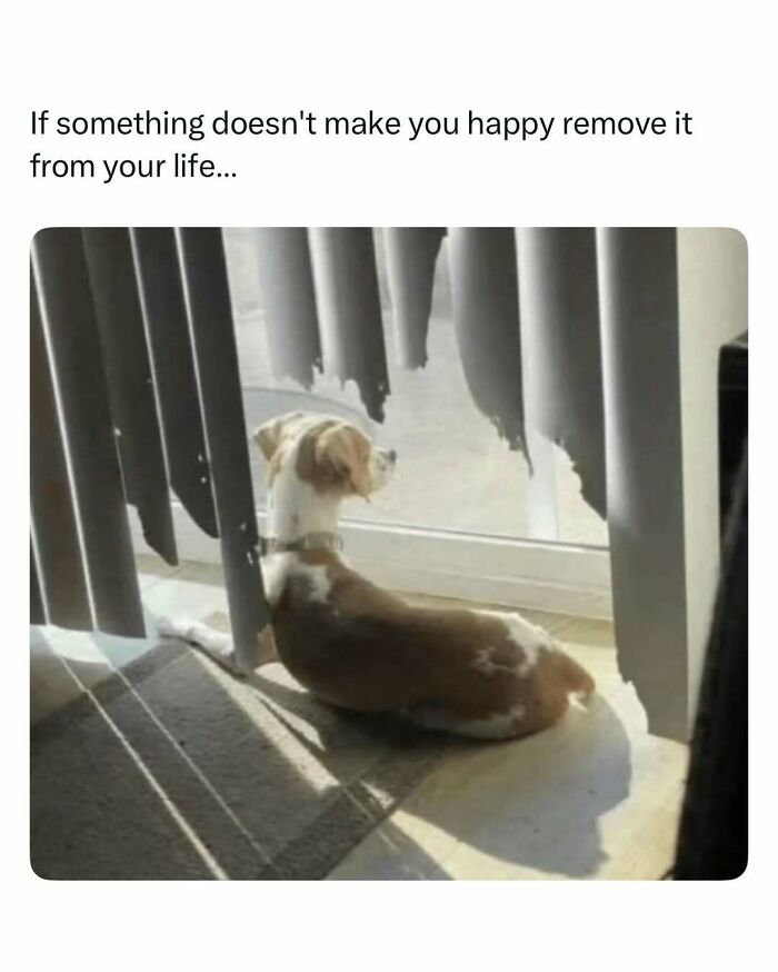 Dog sitting by torn blinds in sunlight, illustrating a funny and wholesome animal moment to cleanse your feed.