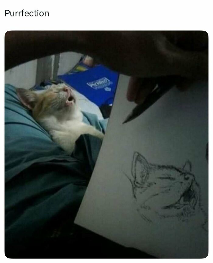 Cat lying down with mouth open next to a hand sketching a matching cat portrait in a funny and wholesome animal post.