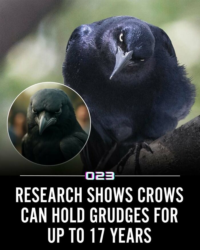 Close-up of a crow with an intense gaze, highlighting research on crows’ memory related to grudges and positivity recommended.