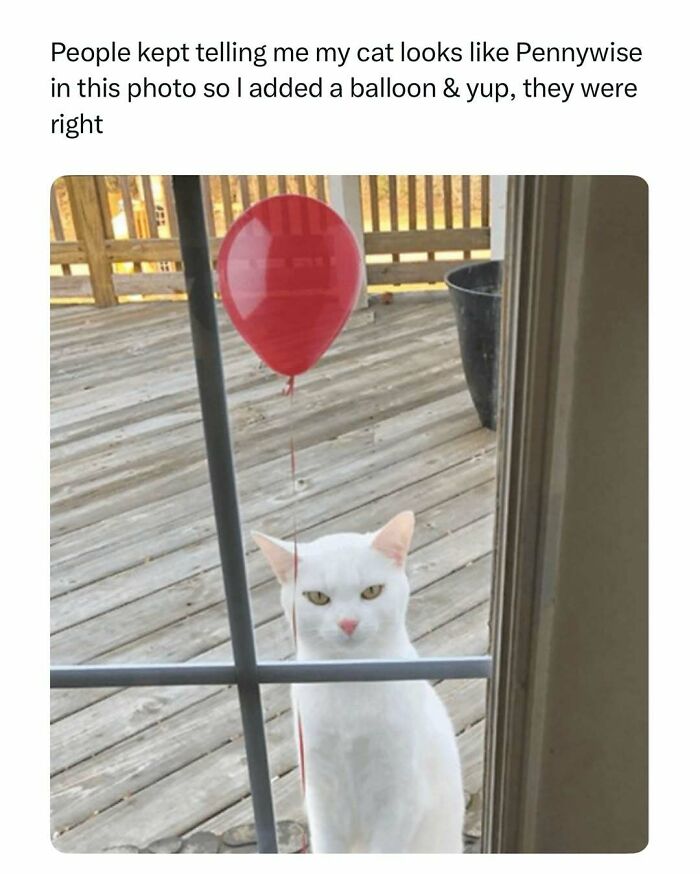 White cat outside window with a red balloon, creating a funny and wholesome animal moment to cleanse your feed.