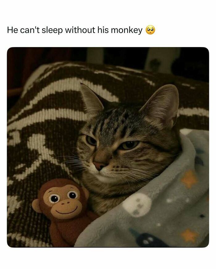 Tabby cat tucked in a blanket holding a stuffed monkey, a funny and wholesome animal post to cleanse your feed.