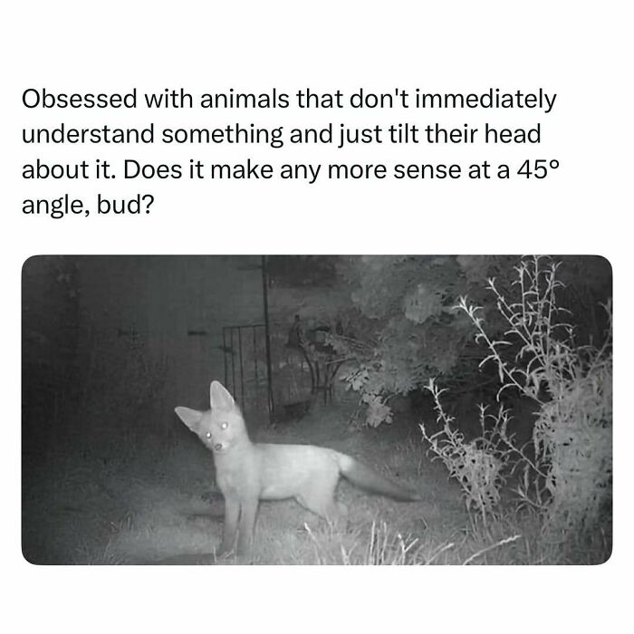 A curious animal tilting its head at a 45-degree angle in a nighttime outdoor setting, showcasing funny and wholesome animals.