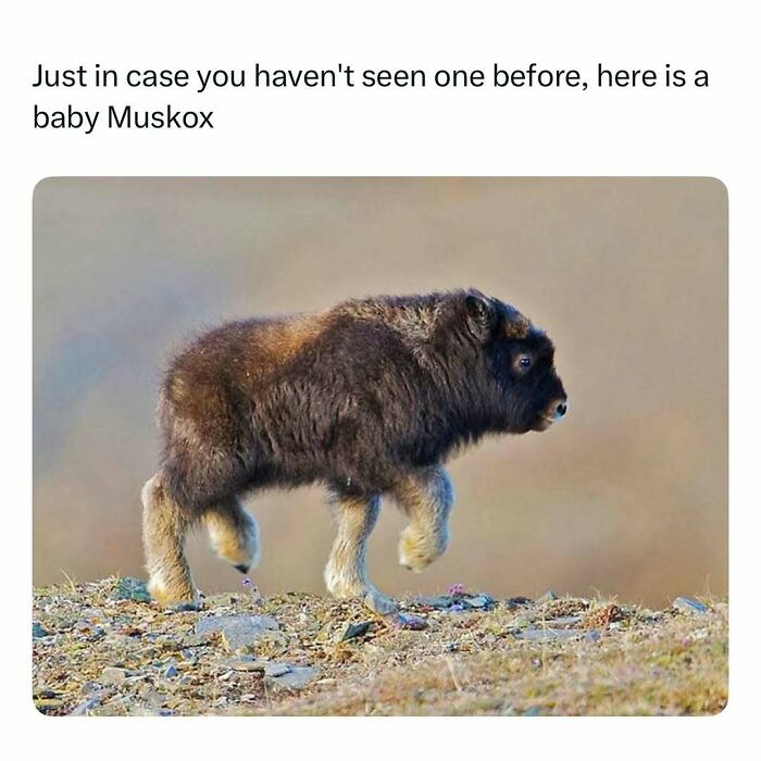 Baby muskox walking on rocky terrain, a funny and wholesome animal post to brighten your feed.