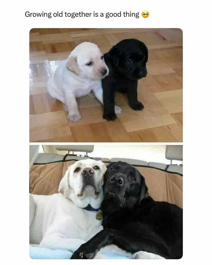 Two pairs of white and black dogs growing up together, showcasing funny and wholesome animal moments to brighten your feed.